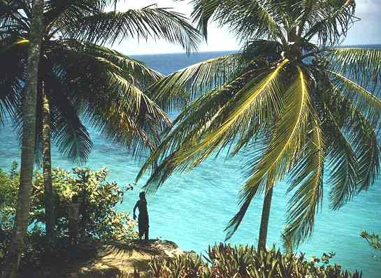 Jamaica sea views with palm tress