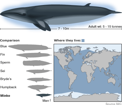 http://www.solarnavigator.net/geography/geography_images/whale_species_comparison_chart.gif