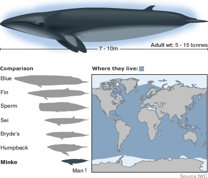 Which species of whales are considered endangered?