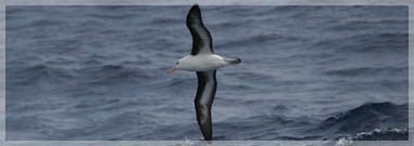 A black-browed albatross : LEXsample/L. van Groningen 2005