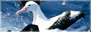 Tristan albatross