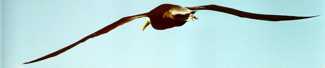 Waved albatross in flight