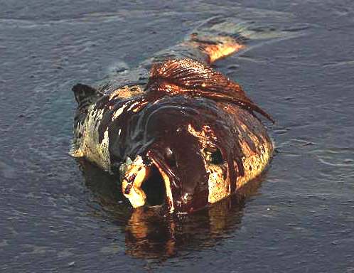 Deepwater Horizon BP oil spill, dead fish