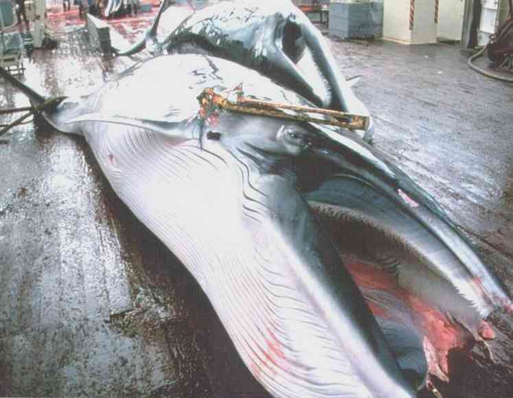 whale hunting statistics. Japanese and Icelandic whaling