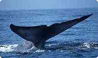 Blue whale tail