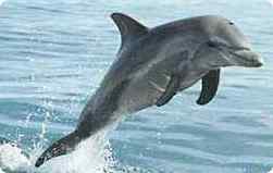 http://www.solarnavigator.net/marine_life/dolphin_leap.jpg
