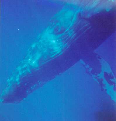 Pictures Of Whales In The Ocean. HUMPBACK WHALE