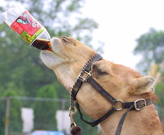 http://www.solarnavigator.net/solar_cola/cola_images/coca_cola_camel_drinking_from_bottle.jpg