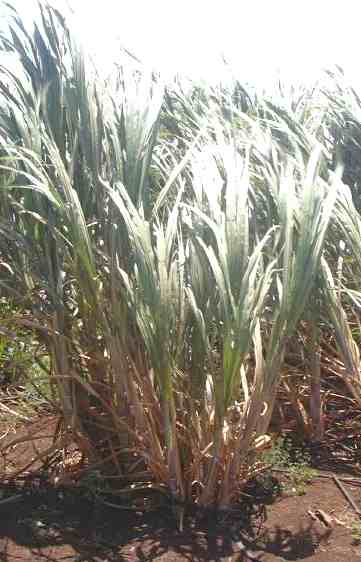 Sugar cane growing in the field