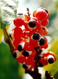 The Guarana plant and berries