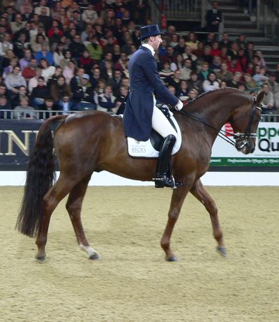 Excellent dressage turn-out, with braided mane, banged and pulled tail, trimmed legs and polished hooves. Rider wears a shadbelly and top hat, with white gloves, tall boots, and spurs.