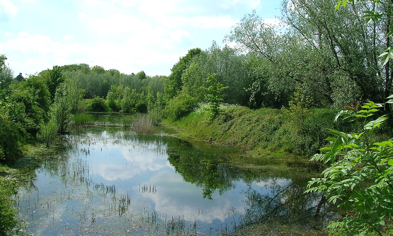 Dramatic declines in amphibian populations, including population crashes and mass localized extinction, have been noted since the late 1980s from locations all over the world, and amphibian declines are thus perceived to be one of the most critical threats to global biodiversity. In 2004, the International Union for Conservation of Nature (IUCN) reported stating that currently birds, mammals, and amphibians extinction rates were at minimum 48 times greater than natural extinction rates - possibly 1,024 times higher. In 2006, there were believed to be 4,035 species of amphibians that depended on water at some stage during their life cycle. Of these, 1,356 (33.6%) were considered to be threatened and this figure is likely to be an underestimate because it excludes 1,427 species for which there was insufficient data to assess their status. A number of causes are believed to be involved, including habitat destruction and modification, over-exploitation, pollution, introduced species, global warming, endocrine-disrupting pollutants, destruction of the ozone layer (ultraviolet radiation has shown to be especially damaging to the skin, eyes, and eggs of amphibians), and diseases like chytridiomycosis. However, many of the causes of amphibian declines are still poorly understood, and are a topic of ongoing discussion.