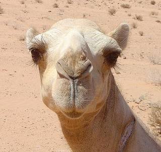 Camel camelus dromedarius Jordanian Wadi Rum