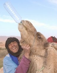 Camel drinking from bottle