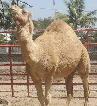 Camel dromedary posing