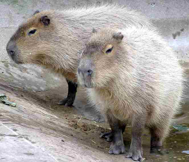 Capybara the worlds largest living rodent