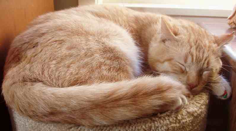 Tabby cat sleeping, unusual orange