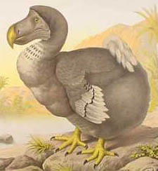 Dead as a Dodo - extinct bird