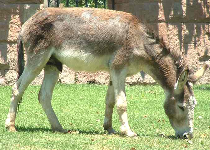 Donkey from Santiago, Chile