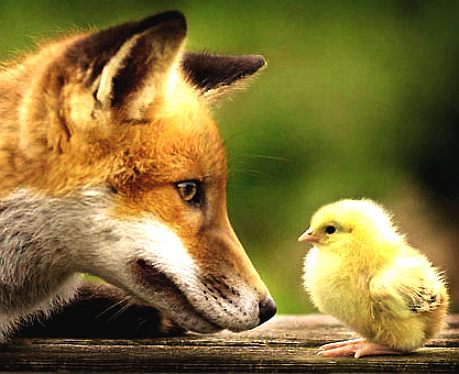 A red fox sizes up a fluffy chick