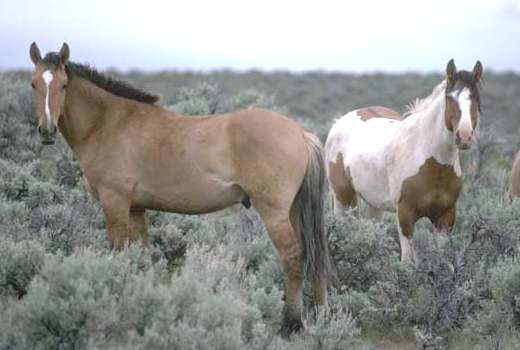 Wild horses grazing on US managed land