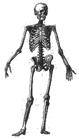 Human Skeleton