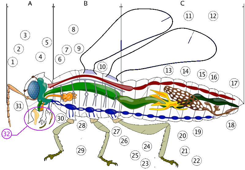 Insect anatomical internals