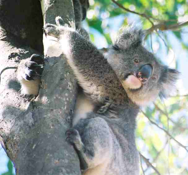 Southern Koala Bear on Kangaroo Island, not native to the island