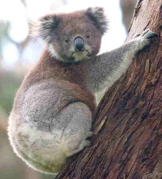Koala Bear climbing a tree