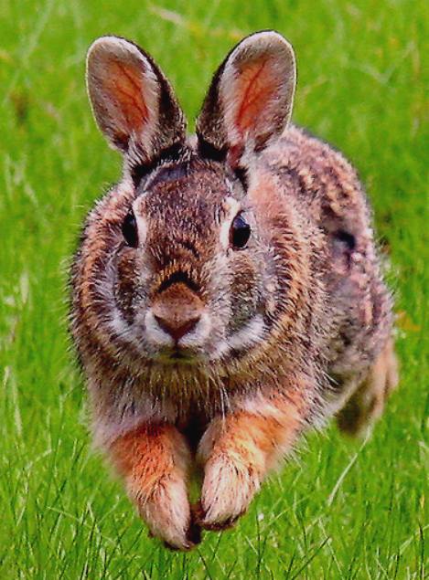 Jumping jack rabbit