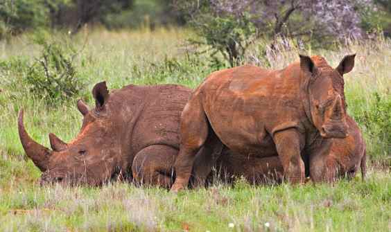 White rhinoceros family taking it easy