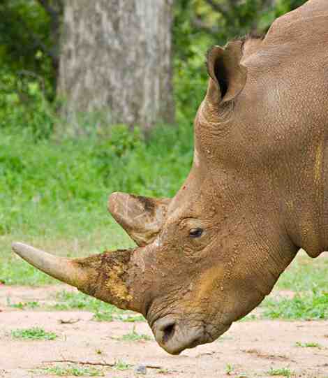 Magnificent Rhinoceros head and horns