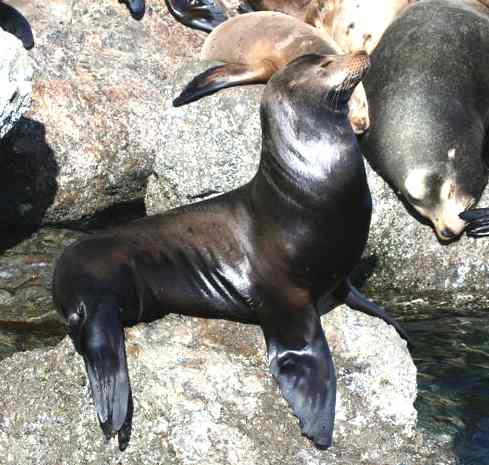 Sealions basking on rocks