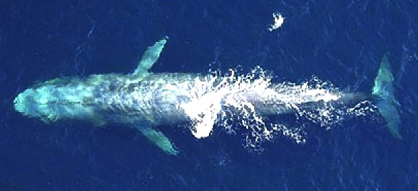 Blue whale aerial photograph