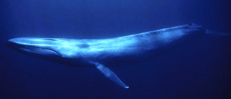 A blue whale submerged