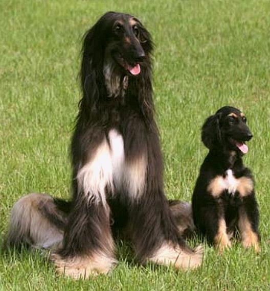 Snuppy cloned afghan hound, Seoul University, Korea