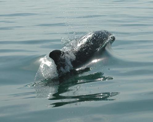 Dave the Dolphin swimming slowly