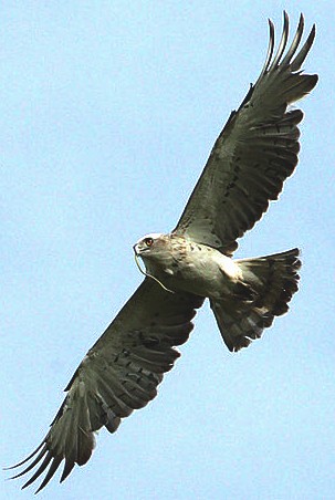 Snake eagle, short toed