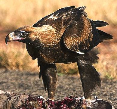 Wedge tail eagle and carrion, Australia