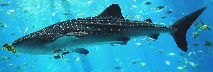 A small whale shark in captivity