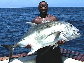 Kenya is famous for big game fishing - a giant GT