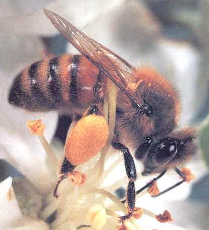 Honey bee, loaded with pollen