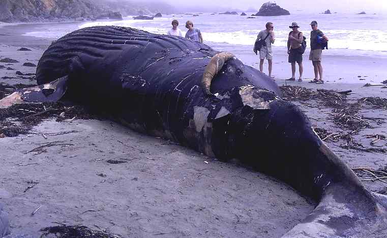 A dead beached humpback whale, California