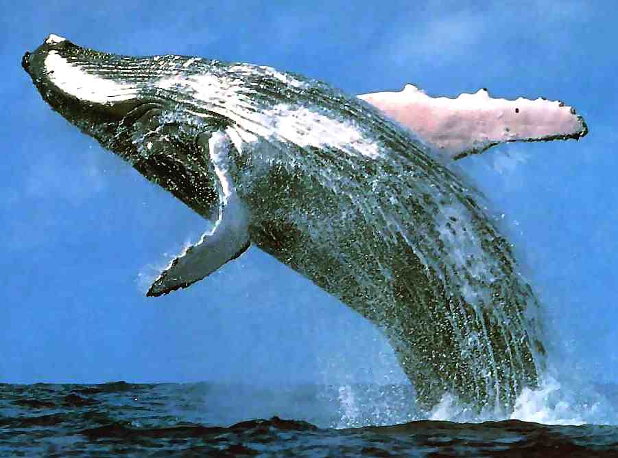 Humpback whale high broach