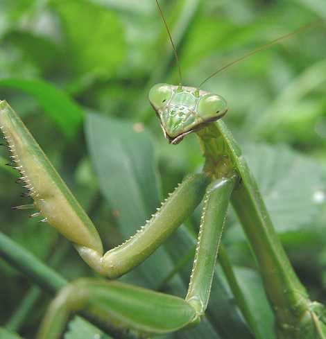 Praying Mantis