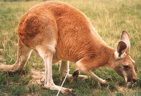 Red Kangaroo (Macropus rufus)