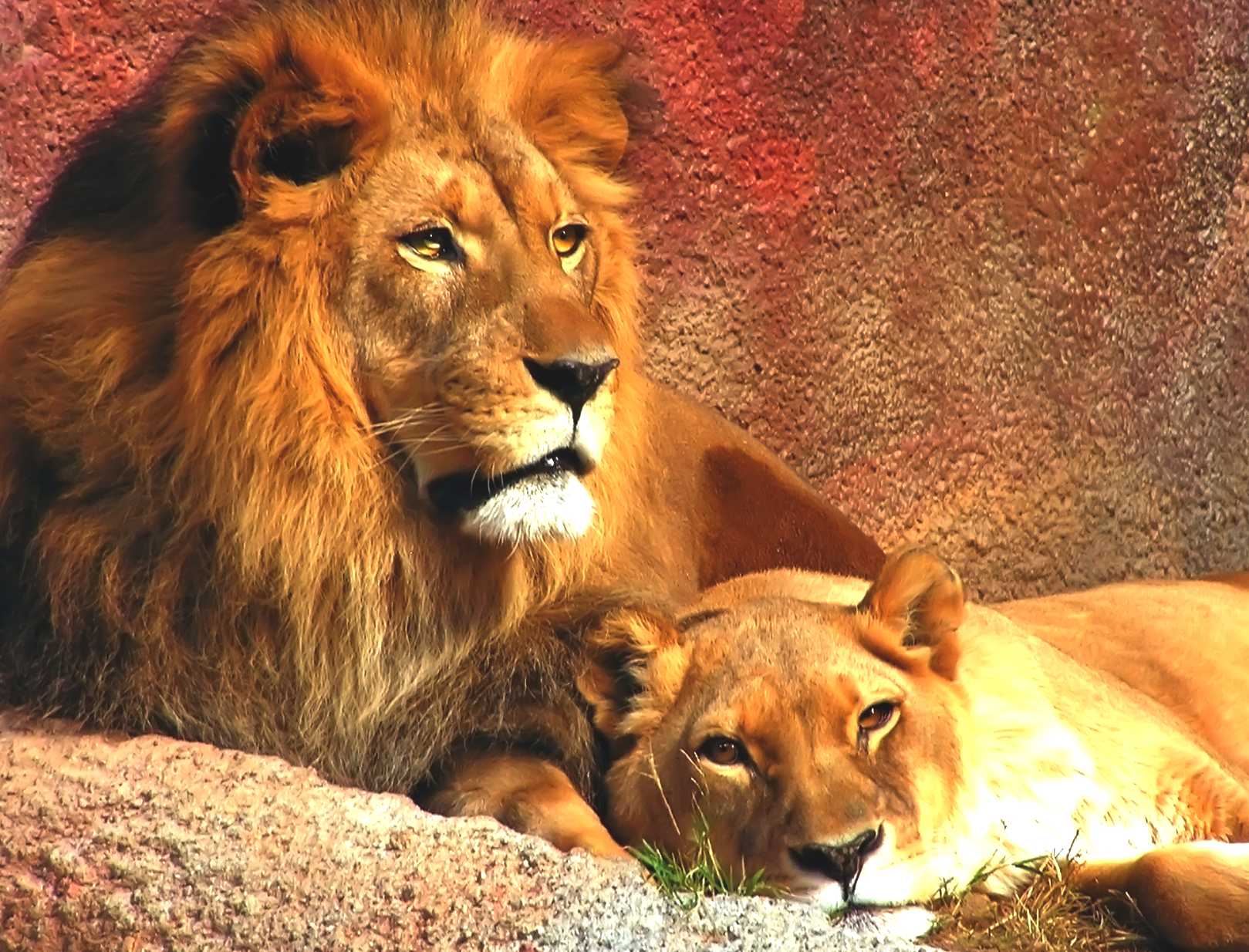 lion and lioness in the lions den, big cats at rest