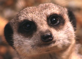 Meerkat portrait