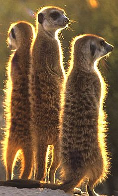 Meerkays on hindlegs scouting