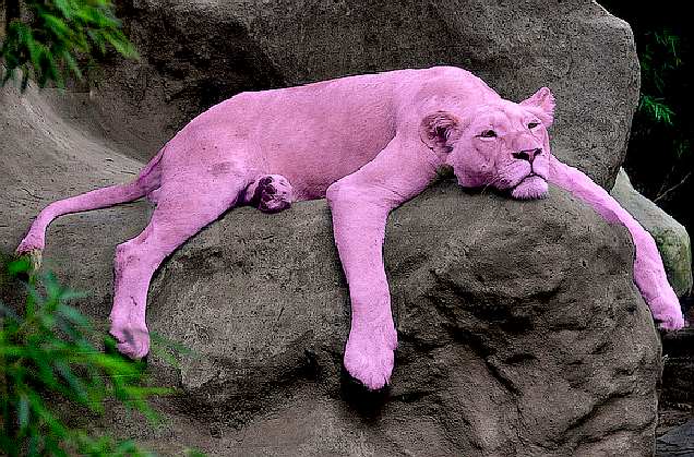 Pink panther in captivity